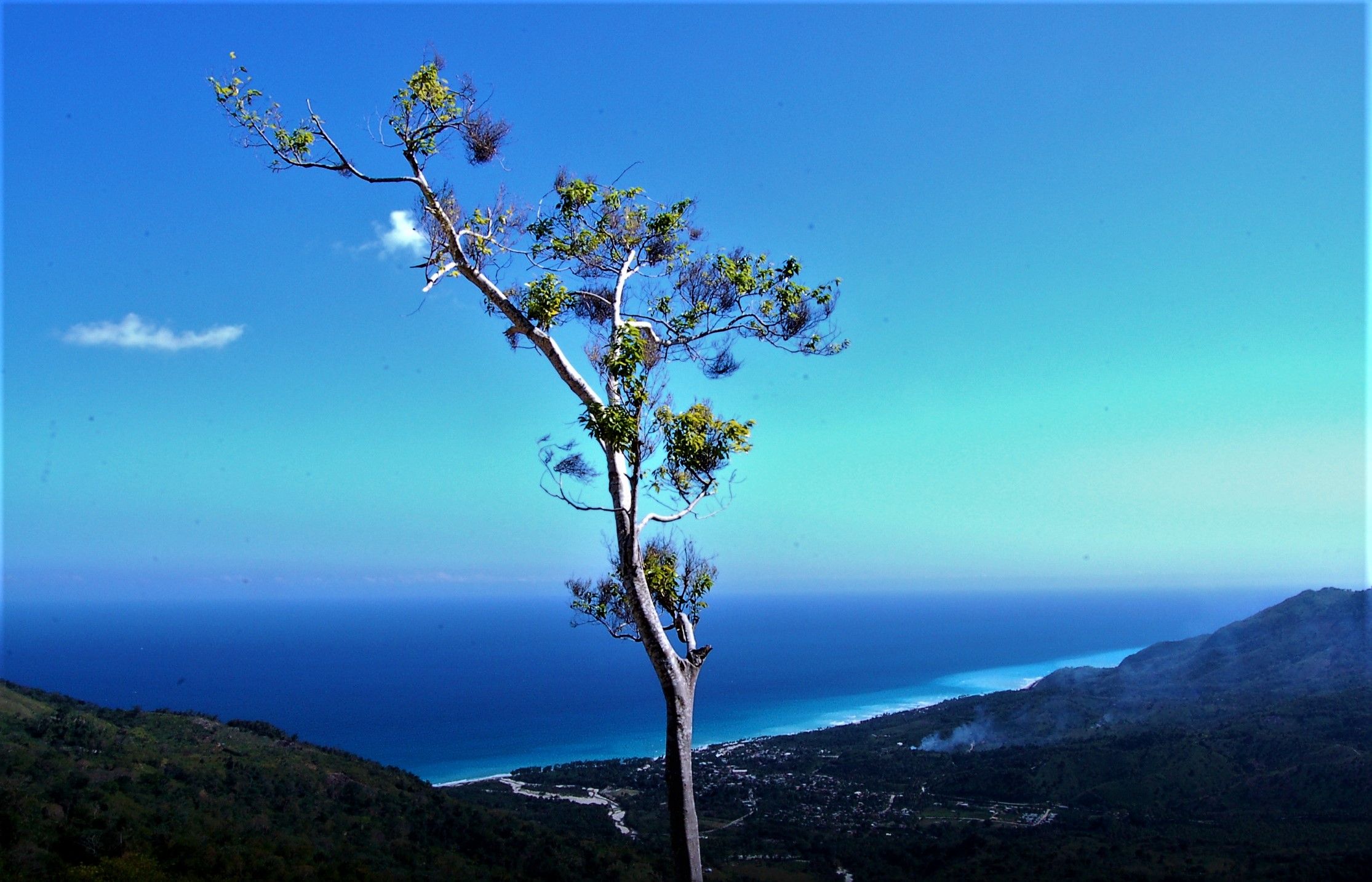 ARBOL SOLITARIO